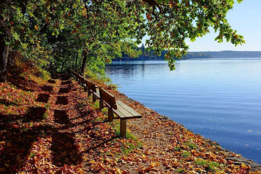 Several park benches under a tree situated by a lake.