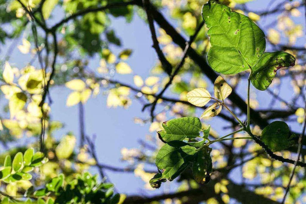 Fall leaves and some tree branches with the blue sky in the background.