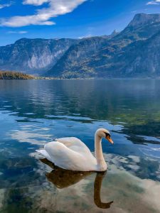 Swan on a lake in front of mountains.